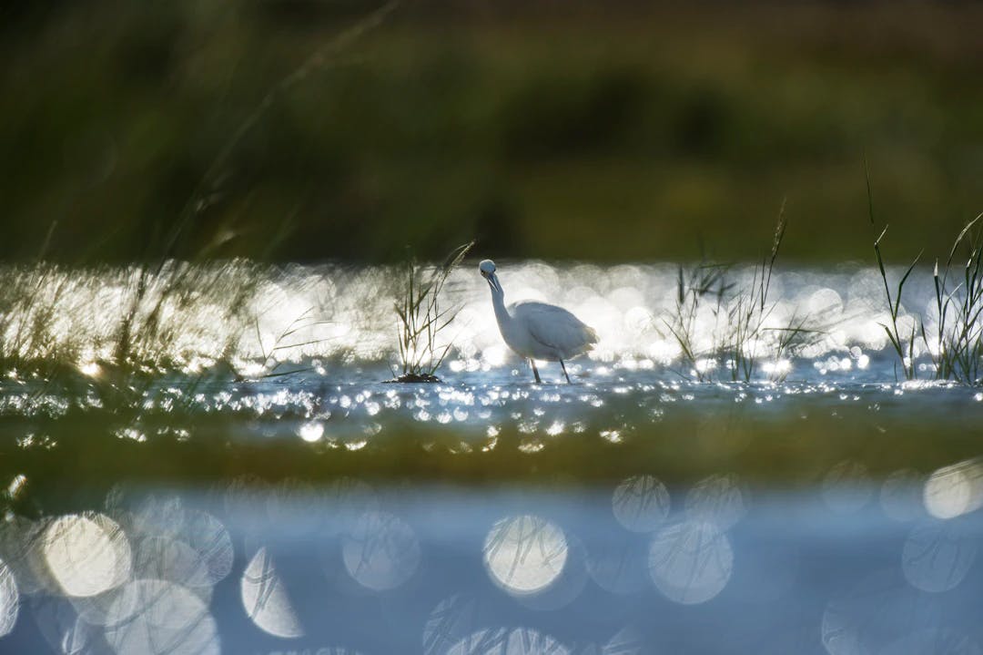 white bird on lake