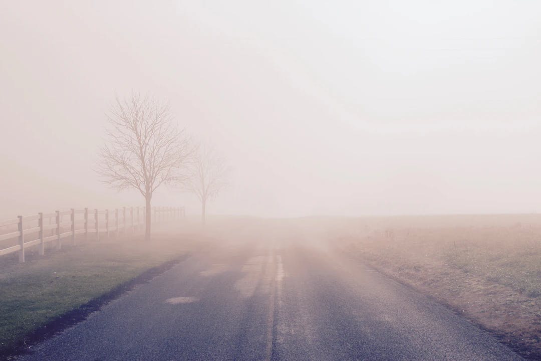 foggy road with bare trees