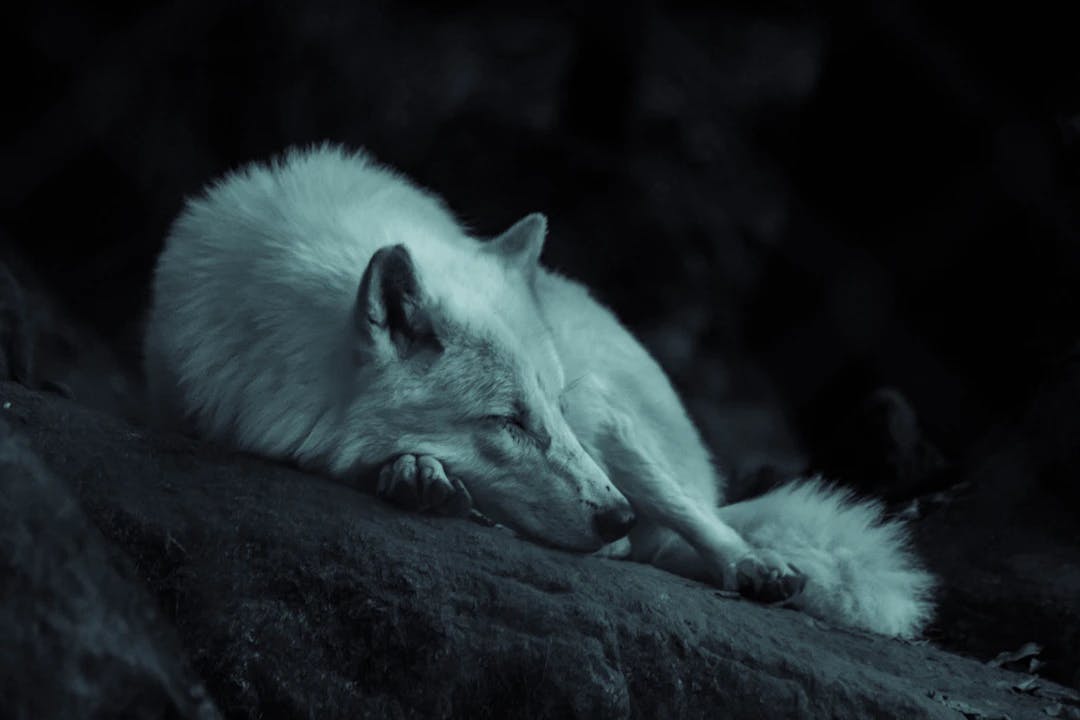 white fox laying on the ground