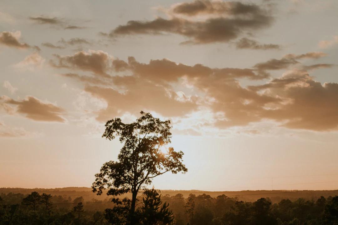 a lone tree in a field with a sunset in the background