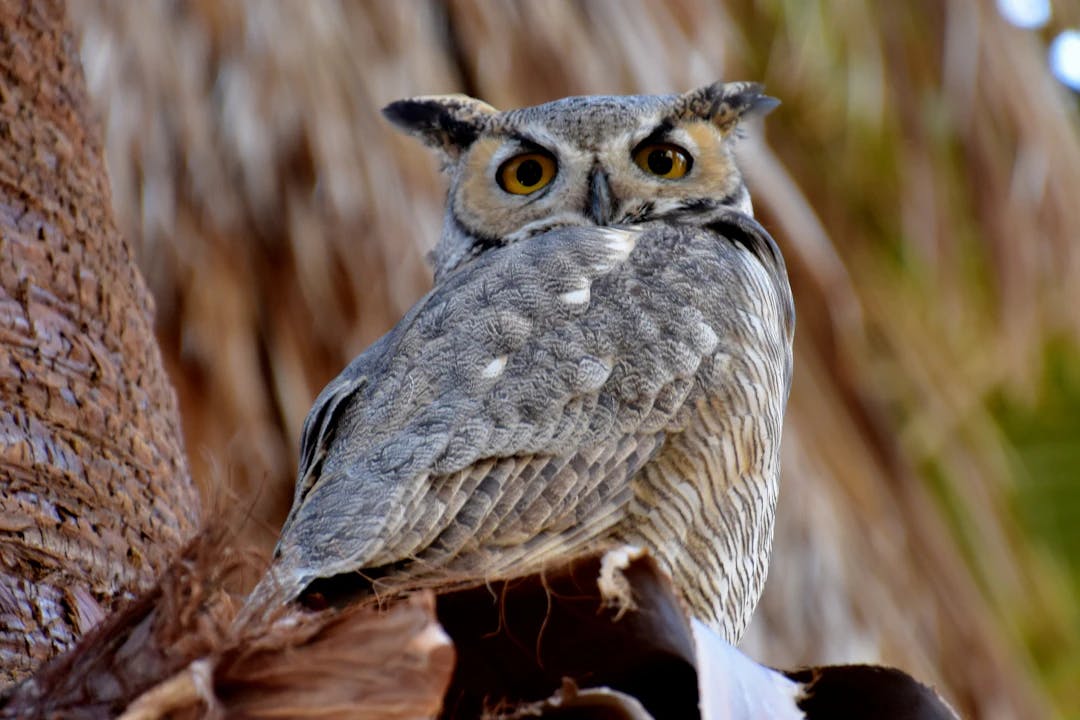 close up photo of gray and brown Owl
