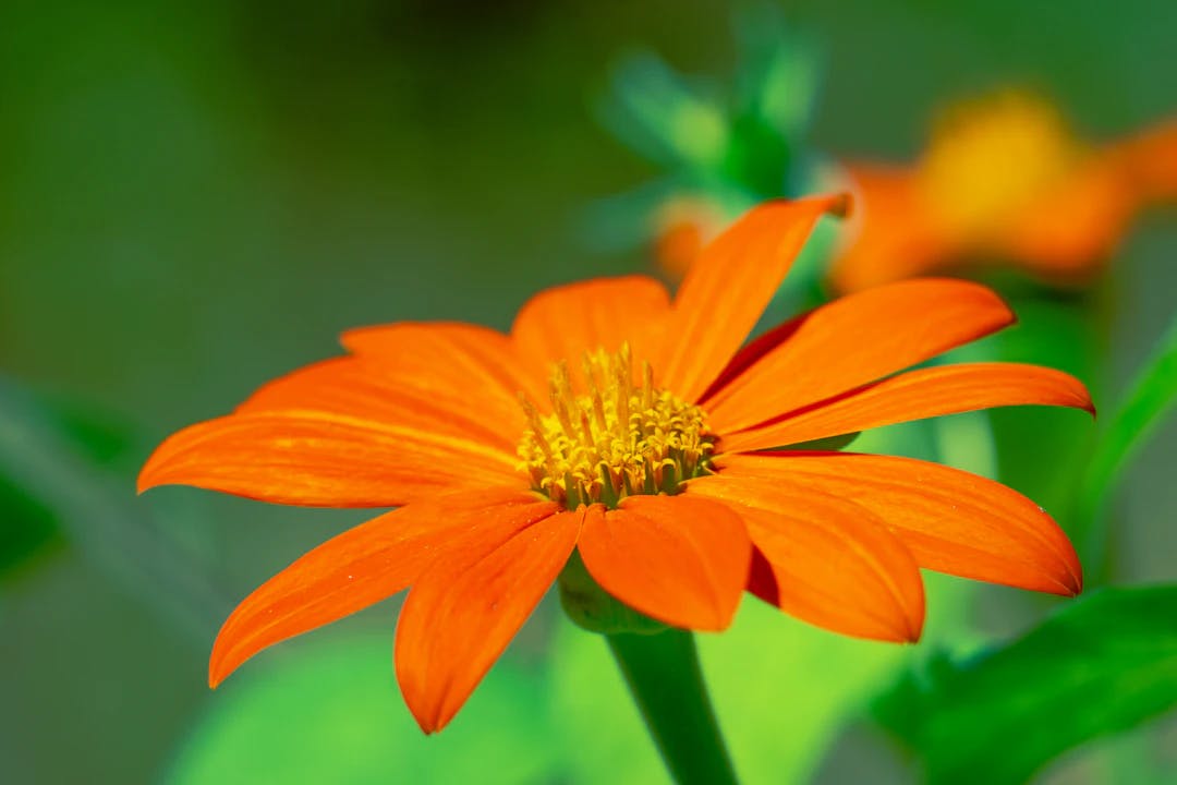 orange and yellow flower in tilt shift lens
