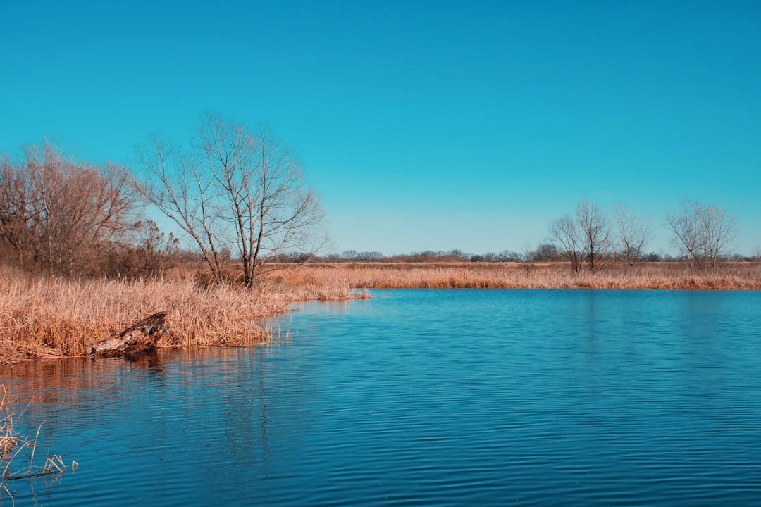 brown leafless trees beside body of water under blue sky during daytime