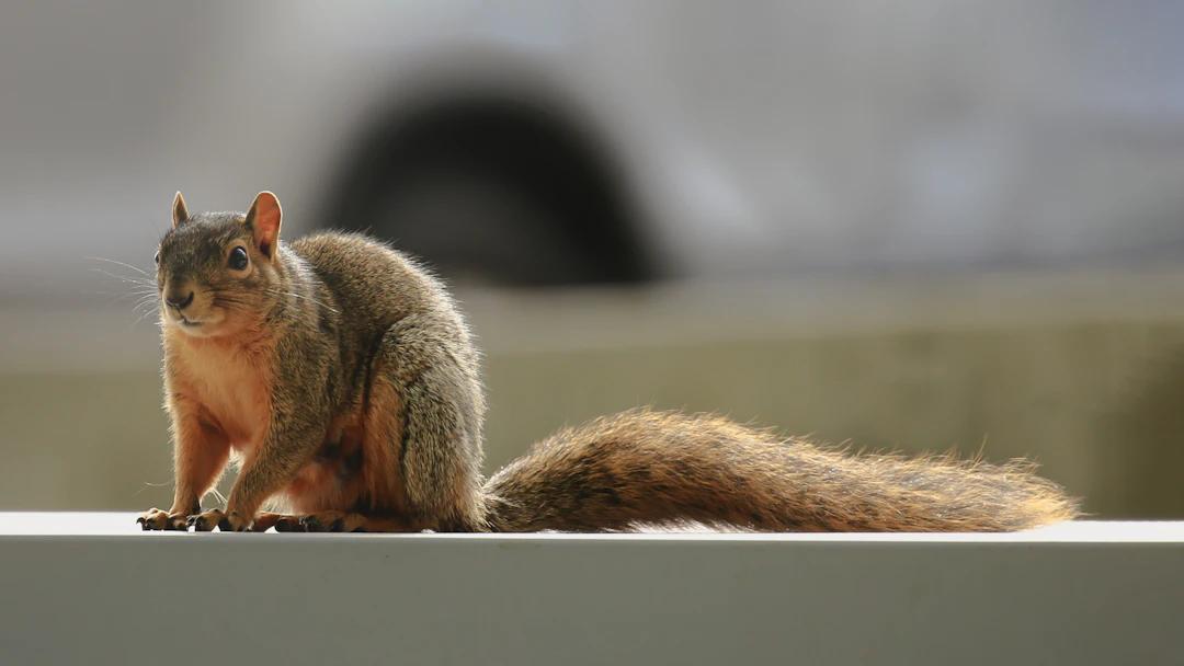 a squirrel is sitting on a ledge outside