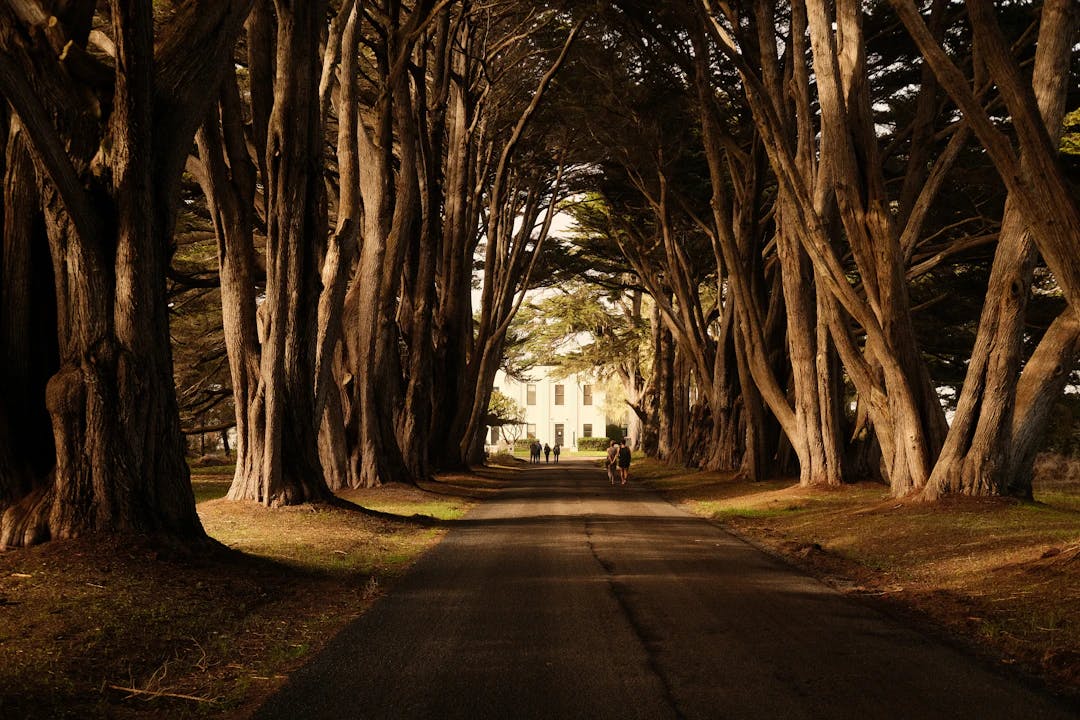 a tree lined road with a person walking down it