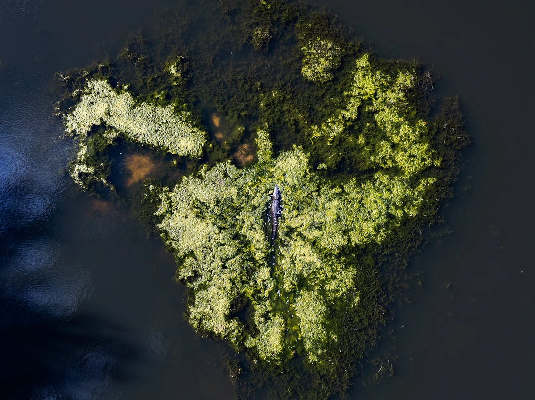 an aerial view of a green island in the water
