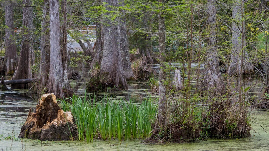 a tree stump in the middle of a swamp