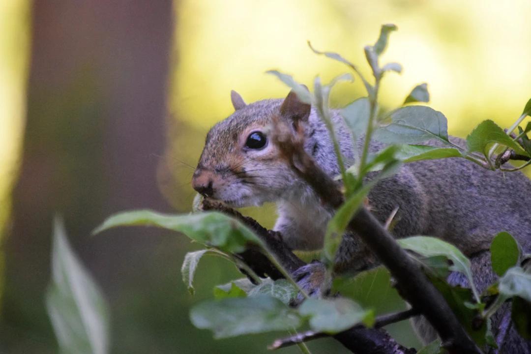 a squirrel sitting on top of a tree branch