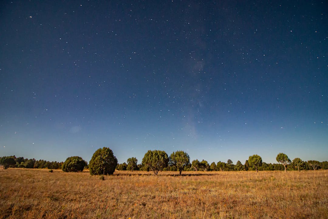 a field with trees and stars in the sky