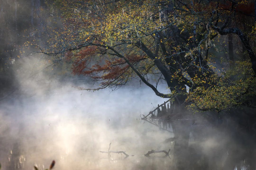 a foggy pond with trees in the background