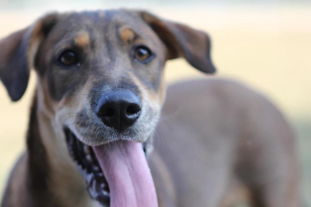 a close up of a dog with its tongue out