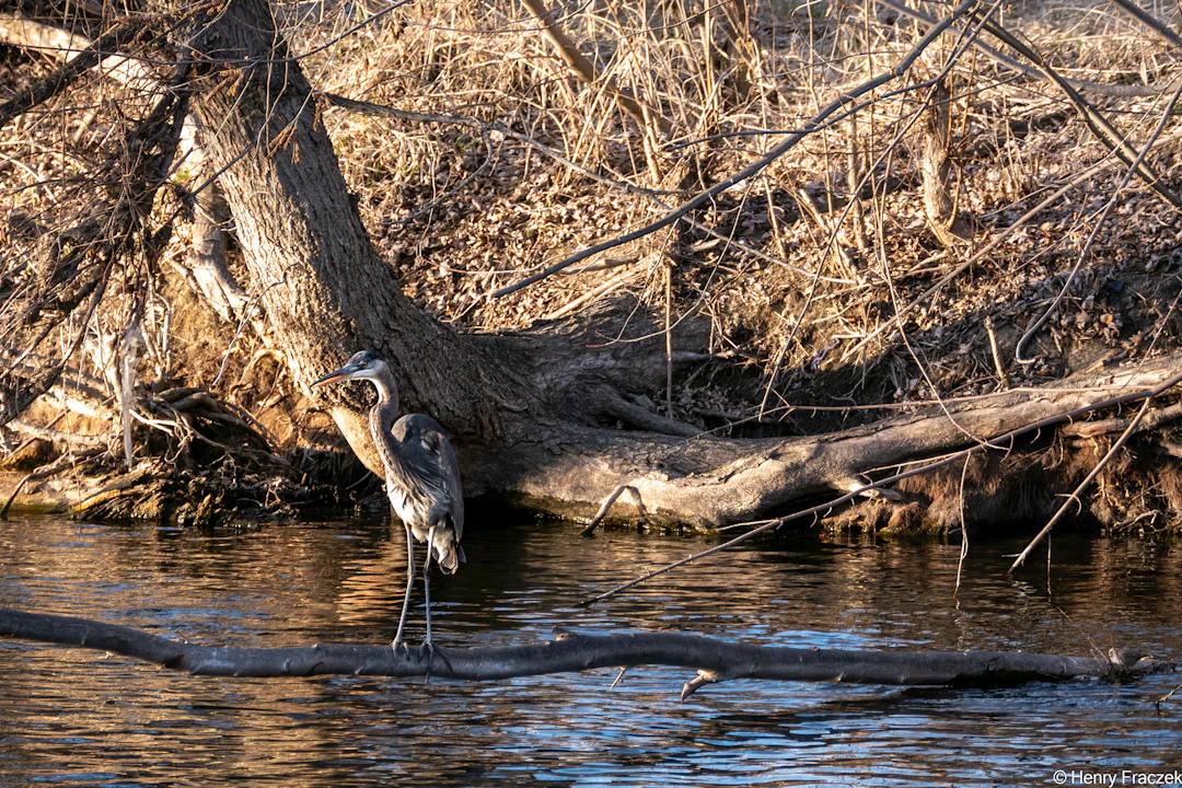 a bird is standing on a log in the water