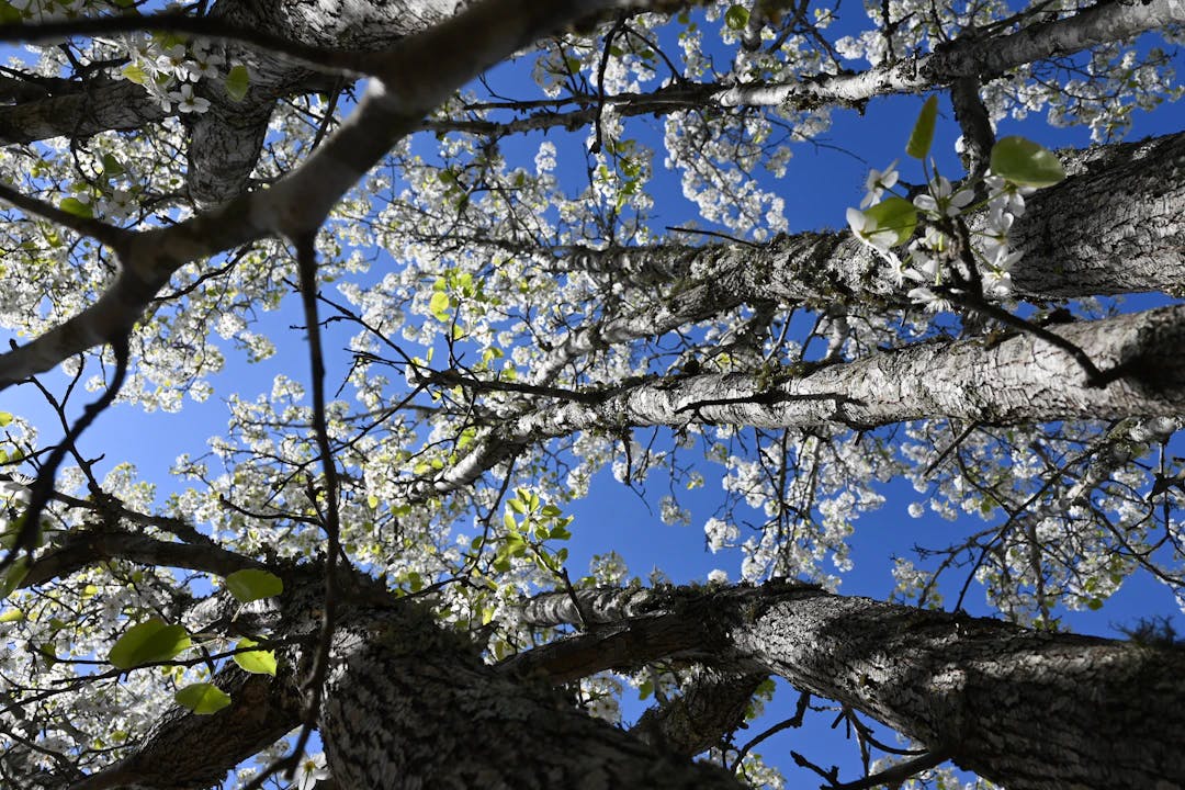 looking up at the branches of a tree with white flowers